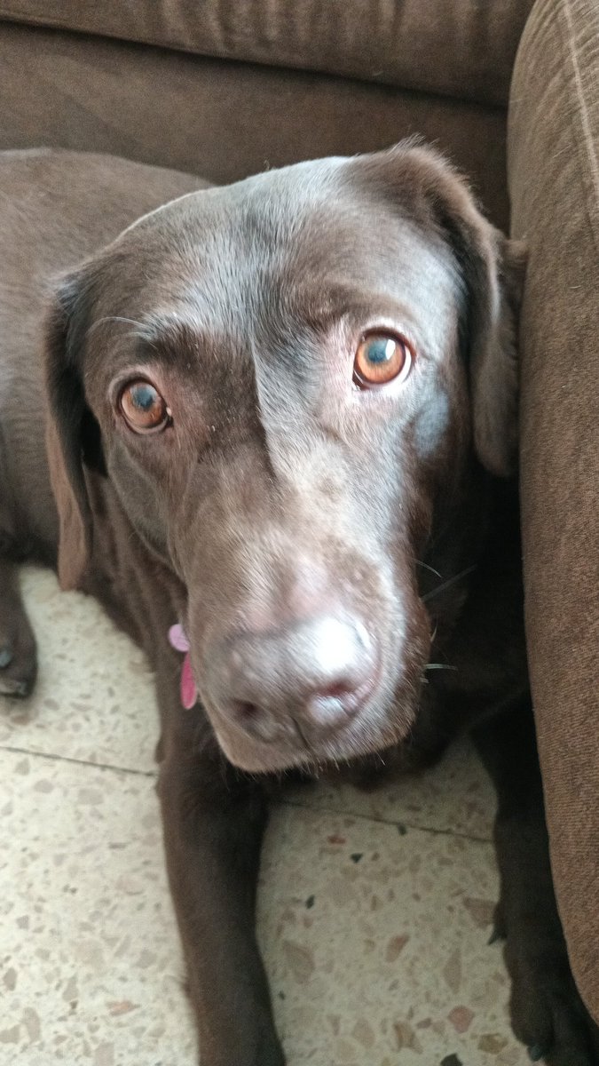 Odio la alerta sísmica!!!! Asusta muchísimo a mi perrita Concha