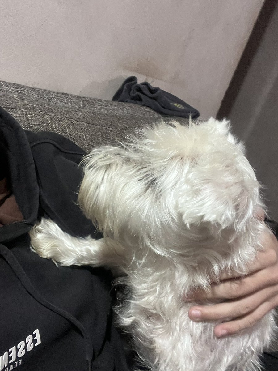 agu_esc's tweet photo. Perdón por no haber sido el mejor dueño, y gracias por haber sido la mejor mascota.❤️ https://t.co/npMmWAIZ8Z