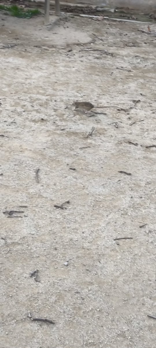En el parque de Nova Lloreda con visita 🐀🐀
Menos limpieza y desratización ocurren estas cosas. Un desastre más el descontrol de plagas <a href="/Albiol_XG/">Xavier García Albiol</a> <a href="/CristinaAgueraG/">Cristina Agüera</a> 
#Badalona