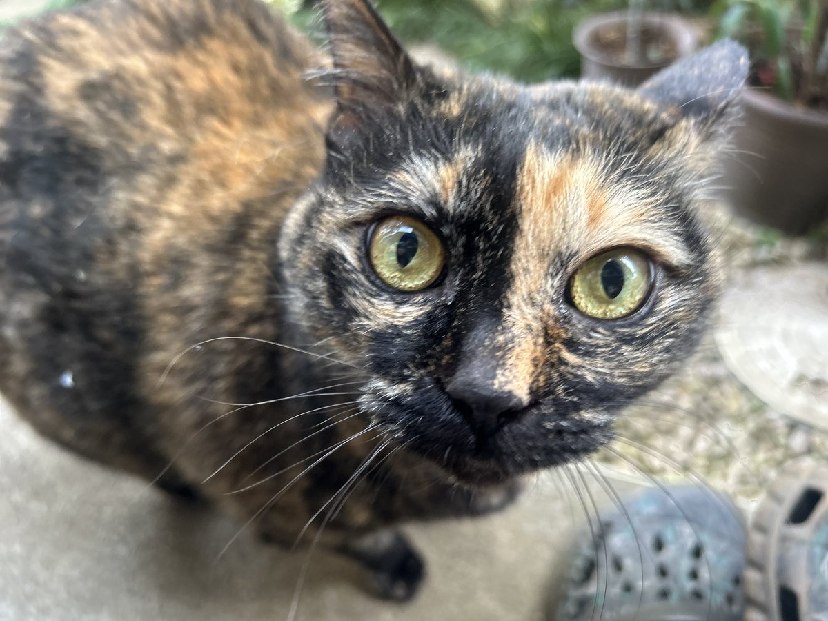 ___a_y_r_ 私もサビ猫ちゃん（元捨て猫ちゃん）を飼っています。 高級