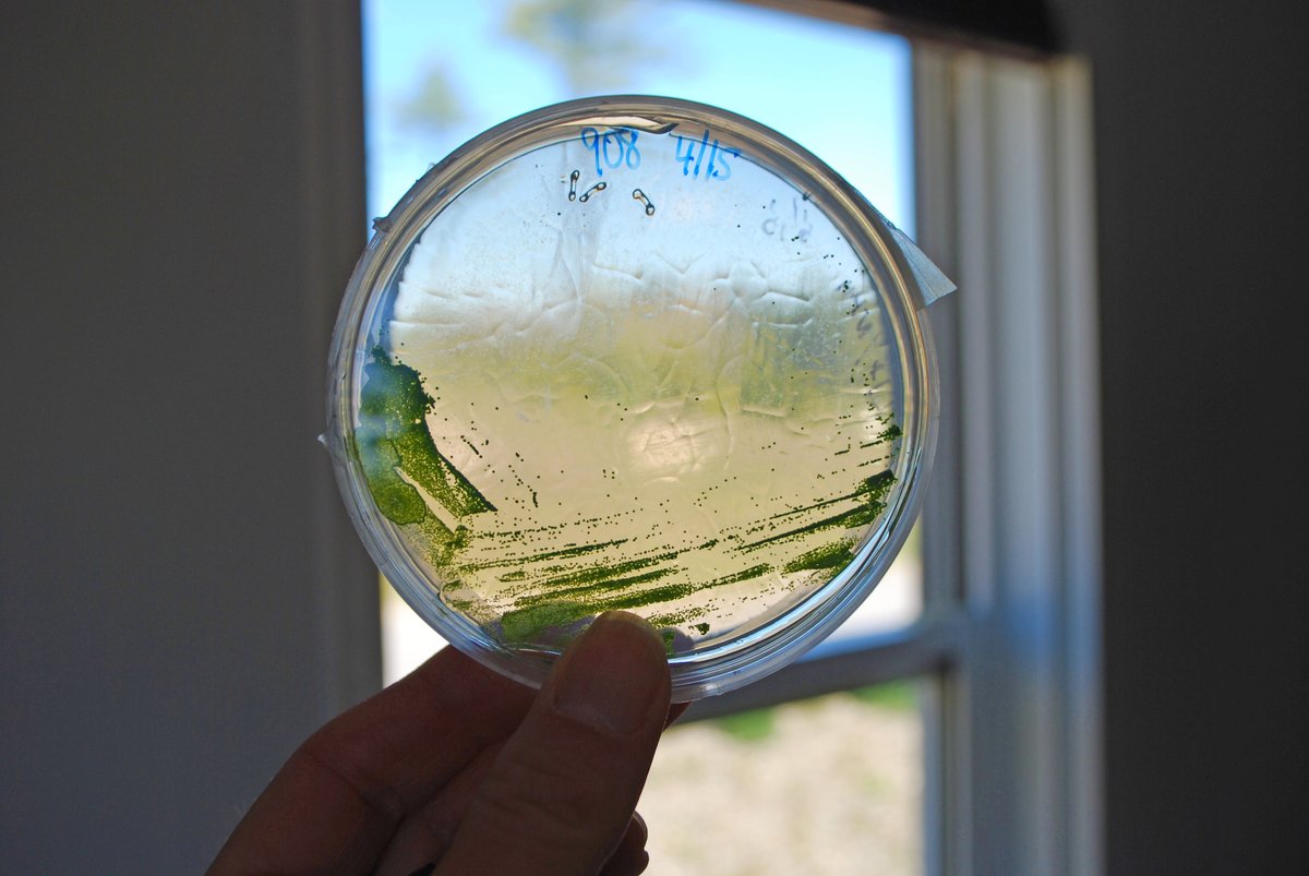 Bigelow Laboratory tweet media