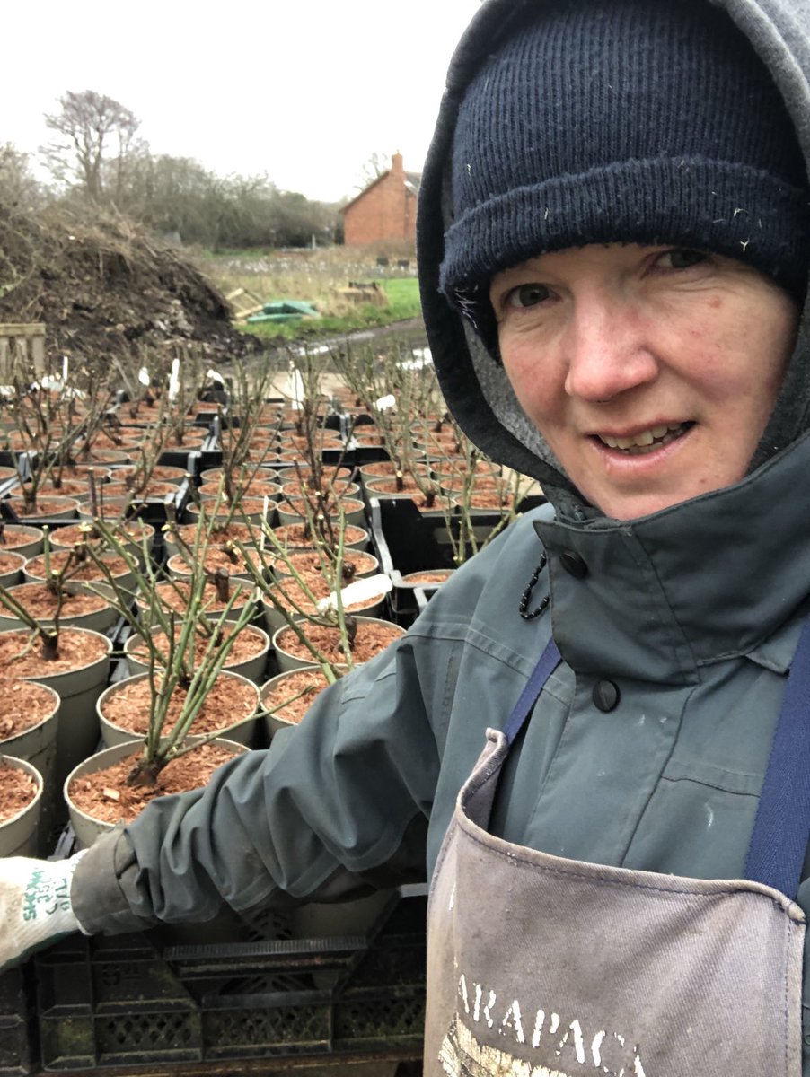 C and K Jones Roses aka JonesTheRose tweet media