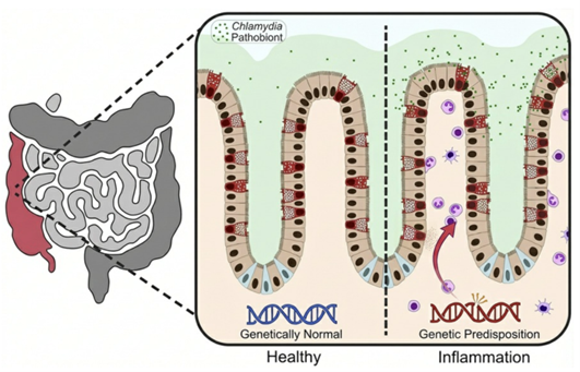 Ken Lau Lab tweet media