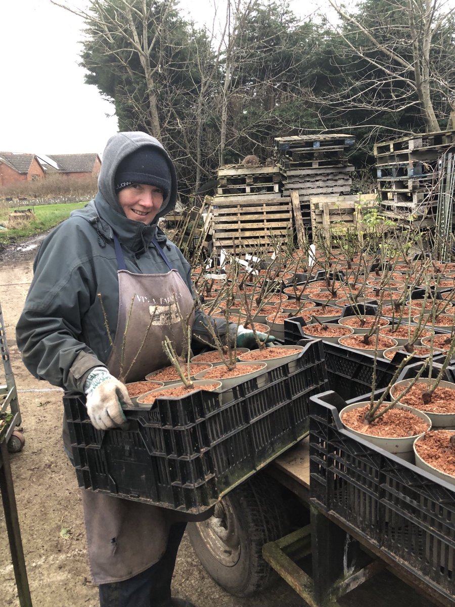 C and K Jones Roses aka JonesTheRose tweet media