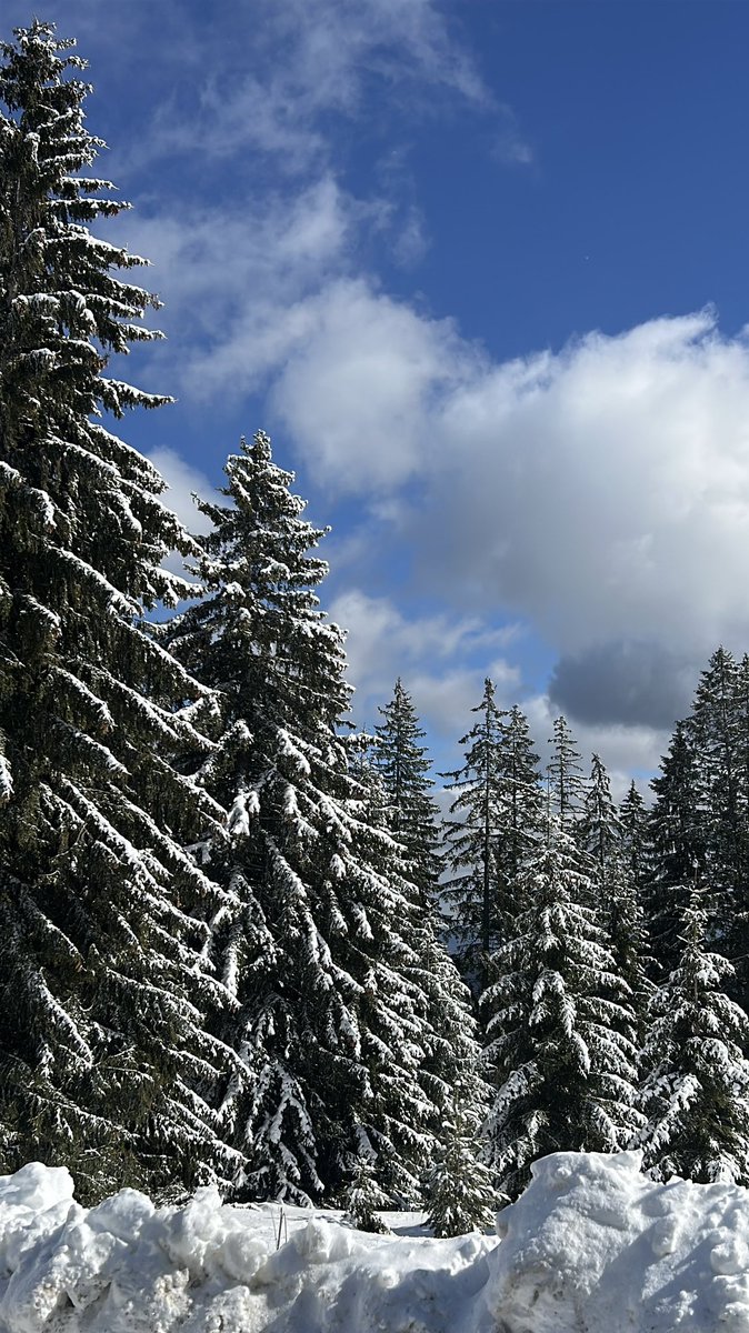 Millie Dimitrova tweet media