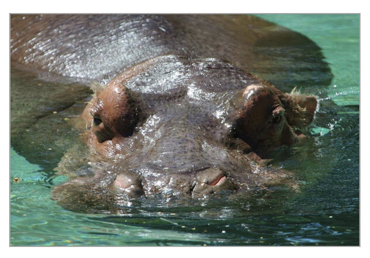 shonna99784's tweet image. Hippo Relaxing in Water - Art Print shonna-hawkins.pixels.com/featured/hippo…

#Hippo #Relaxing #Water #Mammal #Hippopotamus #ArtPrint #FineArtPrints #WallArt #HomeDecor #ShonnaHawkinsPhotography #BuyIntoArt