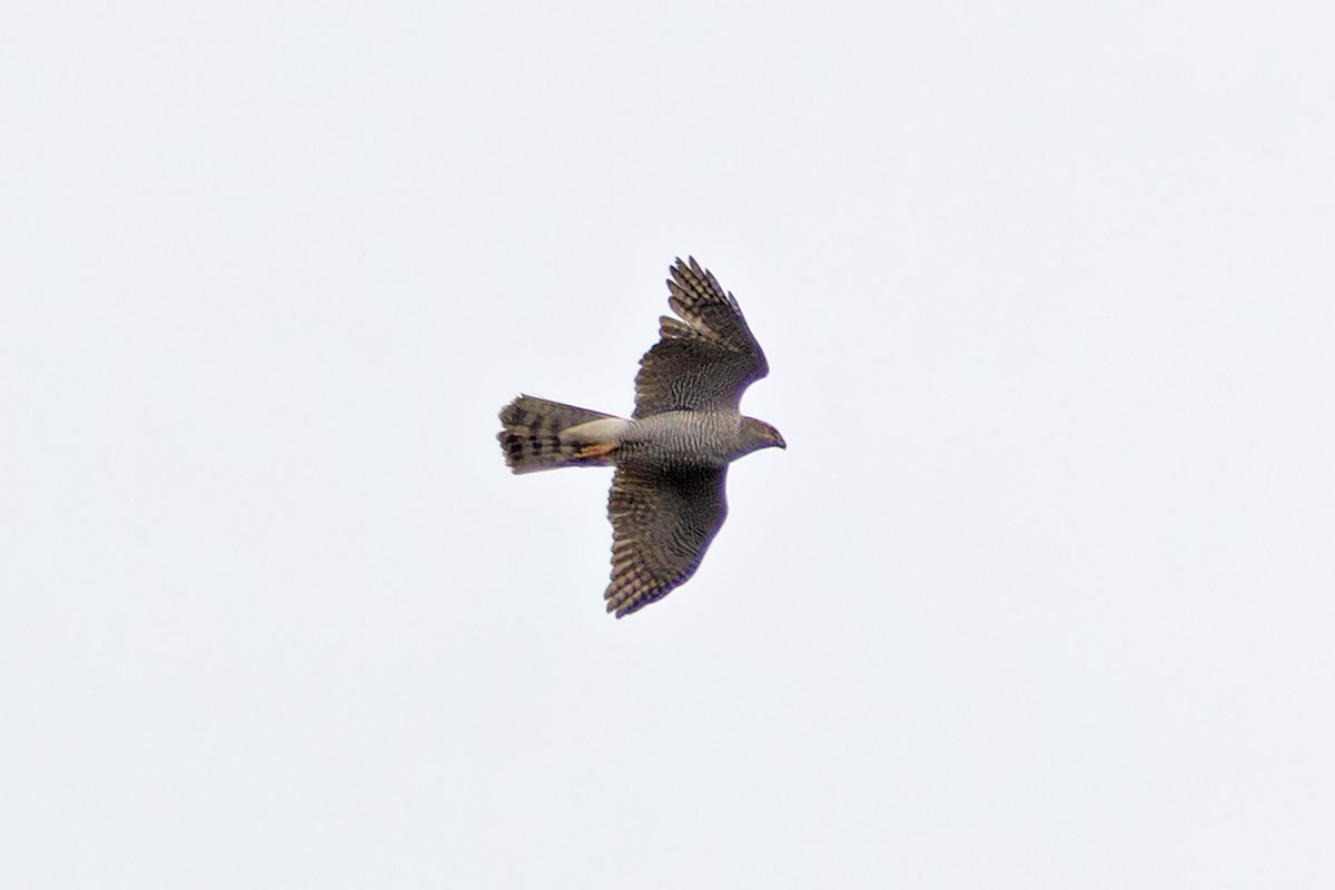 Some decent weather at last! Good to see my local Goshawk population is doing very well, managed at least 3 different males this morning, possibly four! <a href="/DanielCMartin1/">Dan Martin</a>