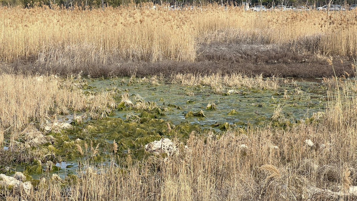 祁北游 tweet media