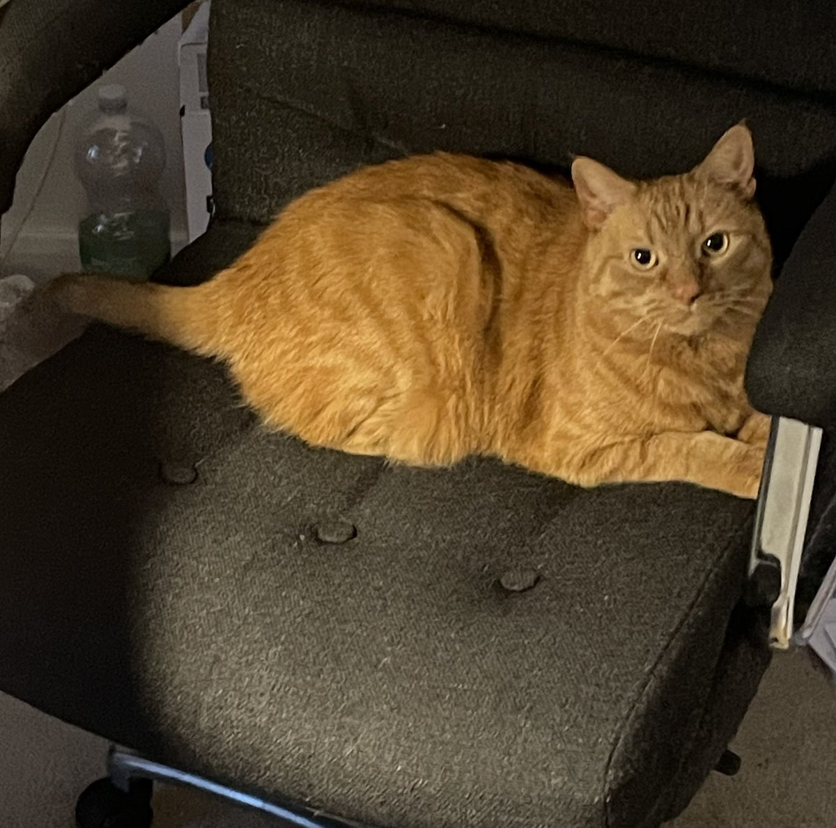 Chums!  This is humans chair when he works from home.  
Human should be working now…😹
JacK 🐾🐾
#CatsOfTwitter
#CatsOfX