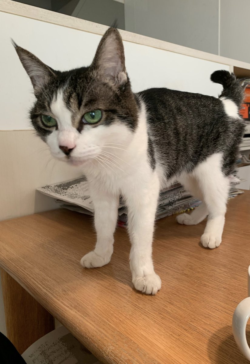 ventvert17's tweet image. にゃ。