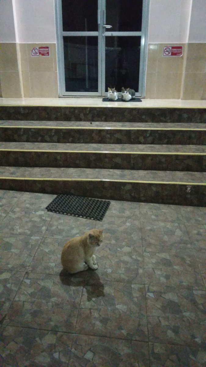 It's just a cute cat is this ~ #BNFC_Animal