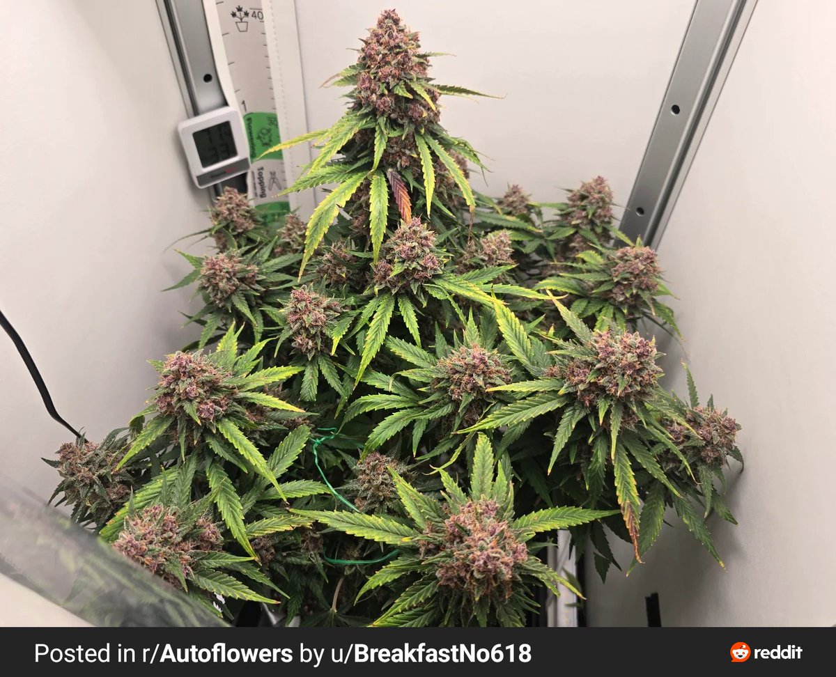 TastebudzSeeds's tweet photo. π Grape Gushers Auto! Frosty purple buds, heavy resin, grape candy + sour grapefruit terps.
Grapefruit Γ (Gelato 41 Γ Grape Kush)
https://t.co/P82gs3eKt2
#GrapeGushers #TastebudzGenetics #Autoflower
#CannabisSeeds
#GrapeTerps https://t.co/DUMktGok5C