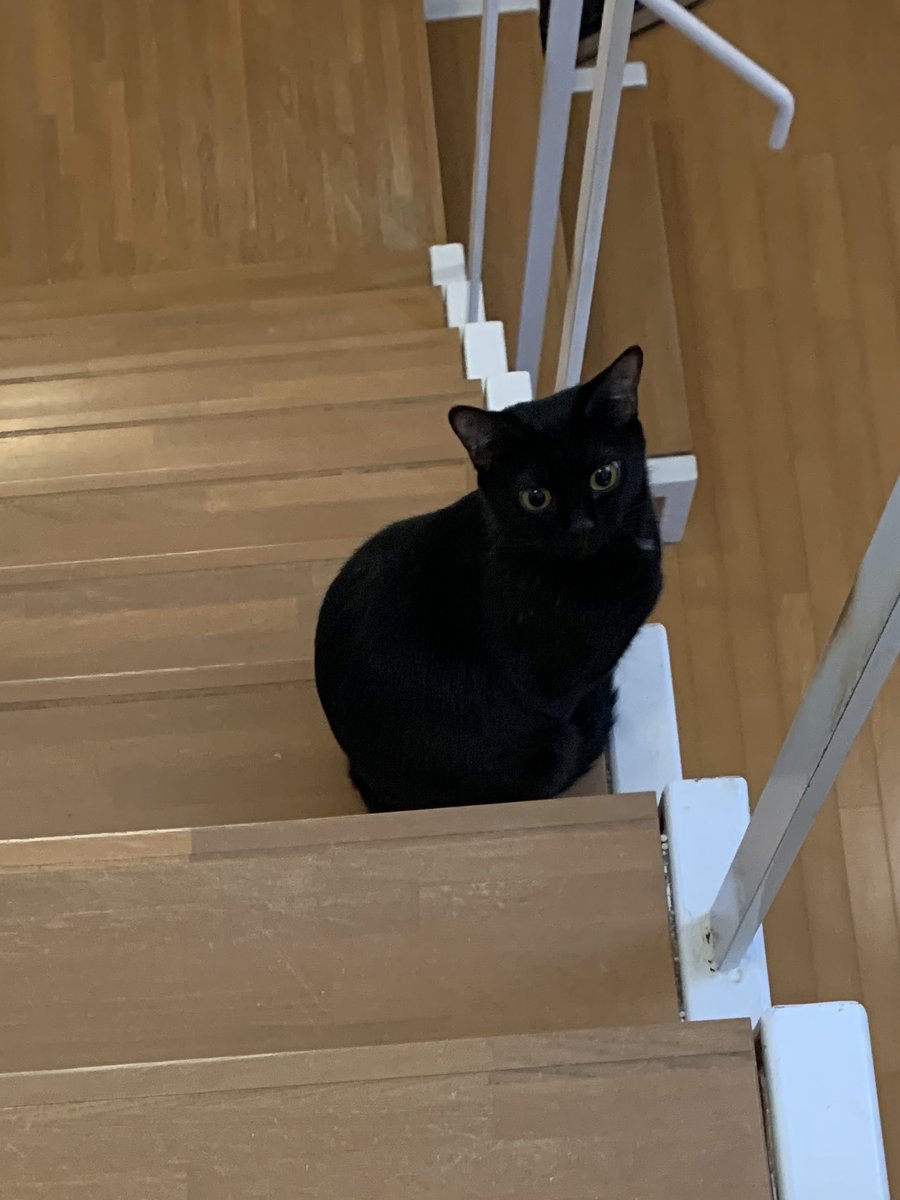 ventvert17's tweet image. にゃ。