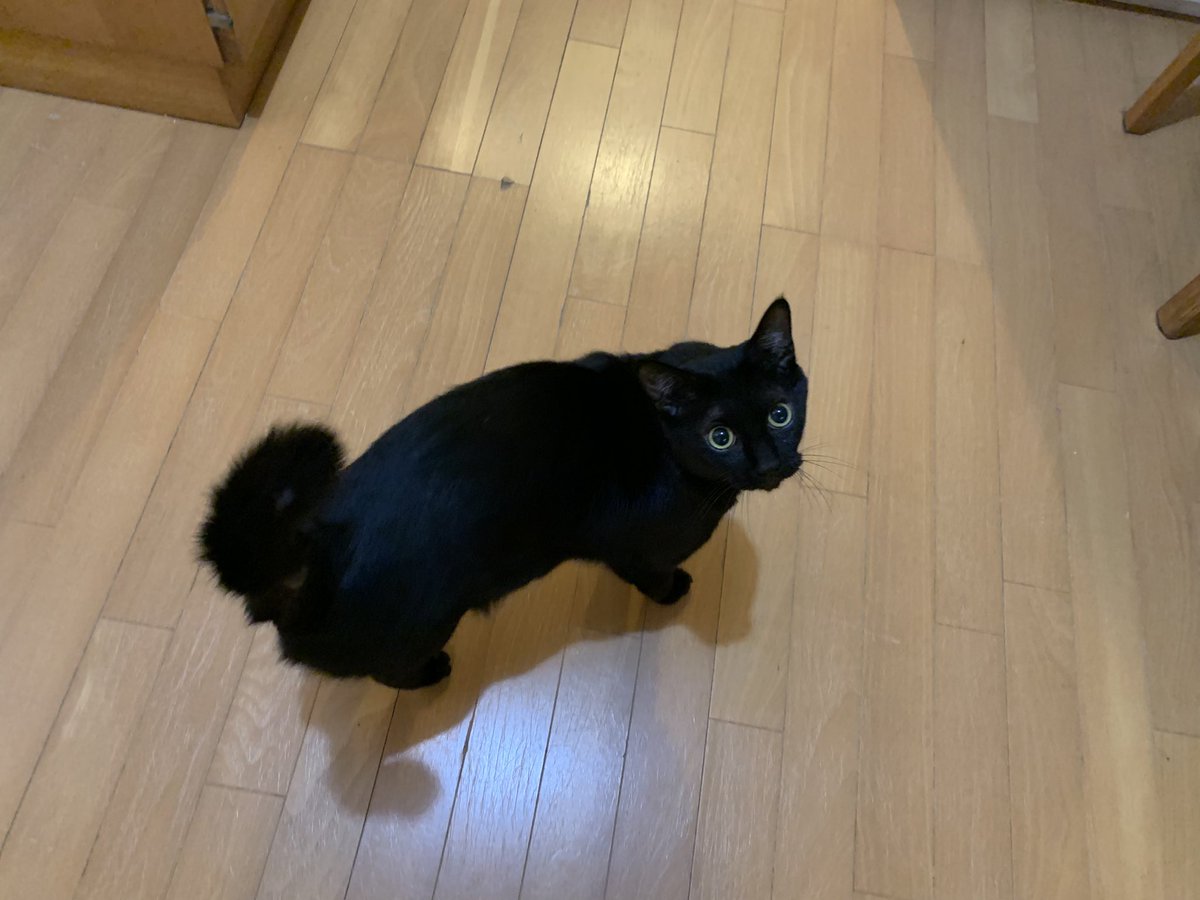 ventvert17's tweet image. にゃ。