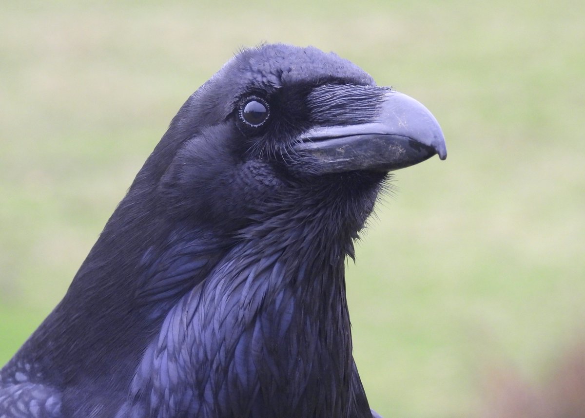 MarburyBirds tweet media