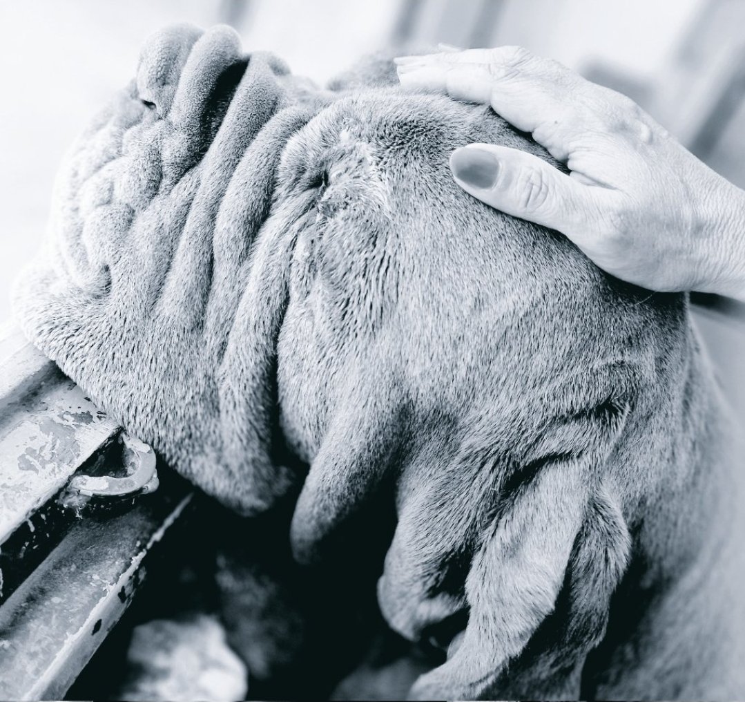 avokatoptimist' tweet media