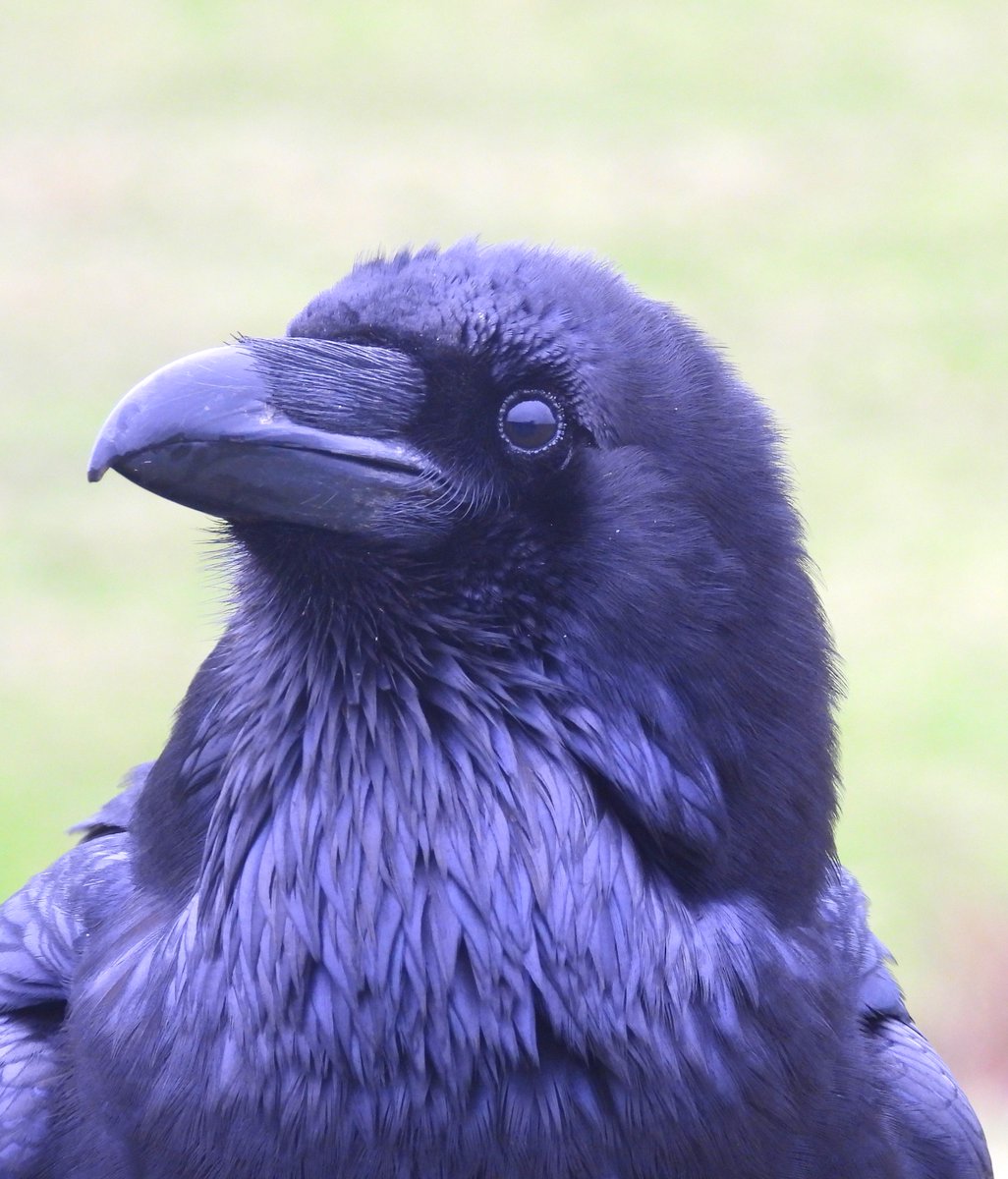 MarburyBirds tweet media