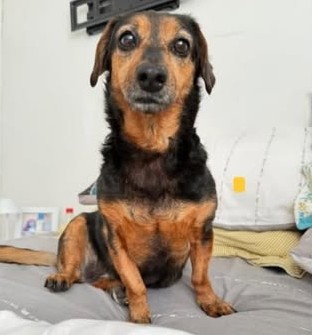 Buscan a Abi, vista por última vez el domingo 15 en calle Buenos Aires, comuna de Quilpué. Es pequeñita y viejita. Responde al nombre de Abi o Polli. Si alguien la ve, por favor retener y comunicarse al +56962117847 o la +56944400008. Favor RT!
#Quilpué