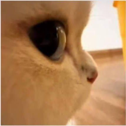 *NiGHTS randomly appears in Sonic Rumble*
#sonicrumble #nightsintodreams