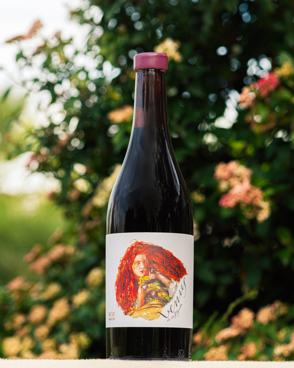 Venus de la Figuera 2016 de Venus La Universal, el proyecto de Sara Pérez y René Barbier en el Montsant, es un vino de garnacha vinificado con delicadeza para preservar su fruta y conseguir una gran finura. Un tinto con un paso por boca ágil y fluido. #vinodelasemana