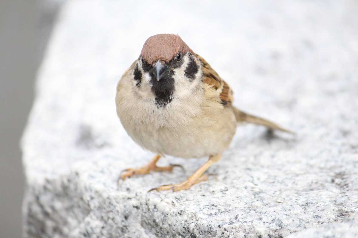未来永劫スズメとして生きて死にスズメとして生まれ変わる輪廻を