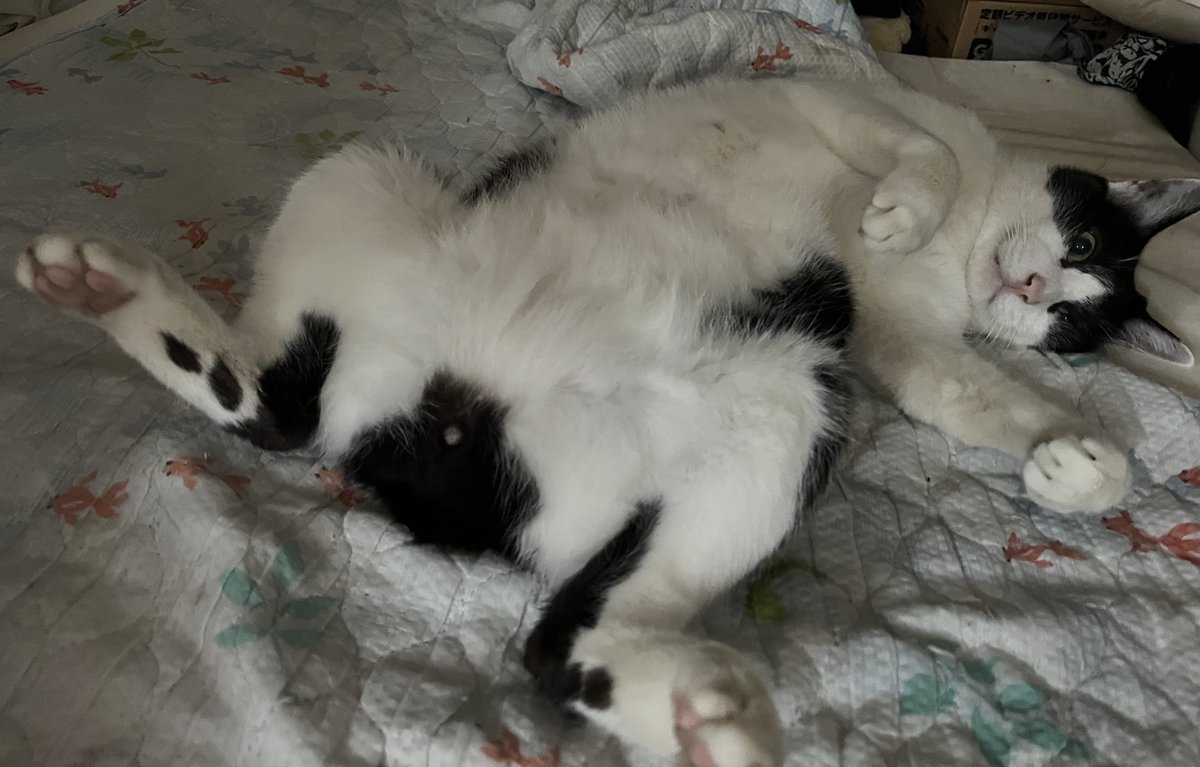 しょっぴかれる前に公開しとかんと

#独占ぽんぽん禁止法違反