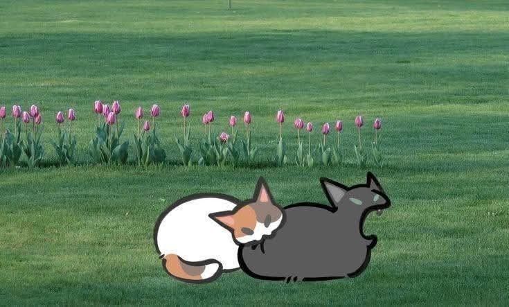 Miaw (@miaw) on Twitter photo 