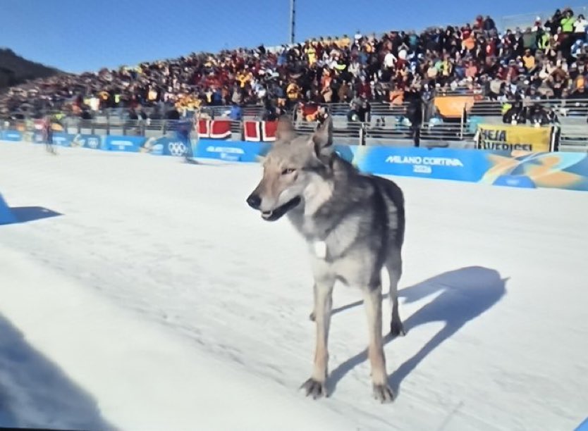 Puppies 🐶 tweet media