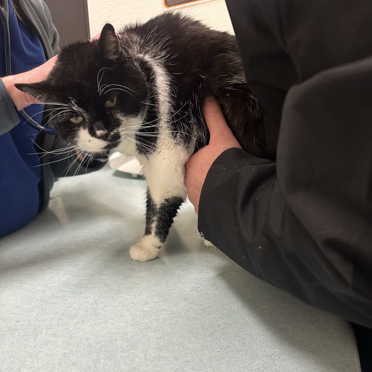 Mr. Kitty tweet media