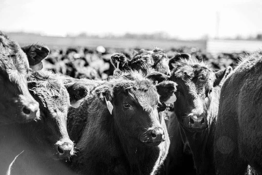 <a href="/elonmusk/">Elon Musk</a> we are looking for an investor for 174 million dollars for 7 young entrepreneurs to start there life long dream of being an owner operator of a feedlot and farm in the agriculture industry! To help feed the country!