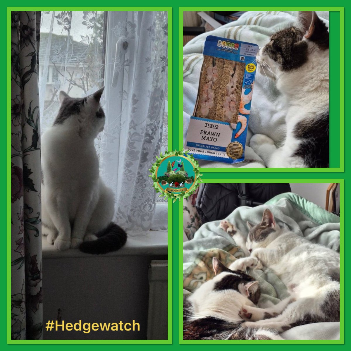 Hedgewatch tweet media