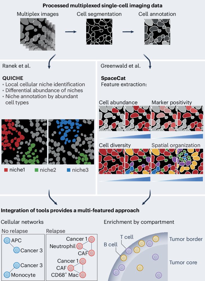 LabWaggoner's tweet image. Automated discernment of prognostic spatial features of #TNBC specific to cell interactions at the tumor border or metastatic site @NatureCancer @Stanford  @MikeAngeloLab @NoahGreenwald @JoleneRanek
nature.com/articles/s4301…
nature.com/articles/s4301…
nature.com/articles/s4301…