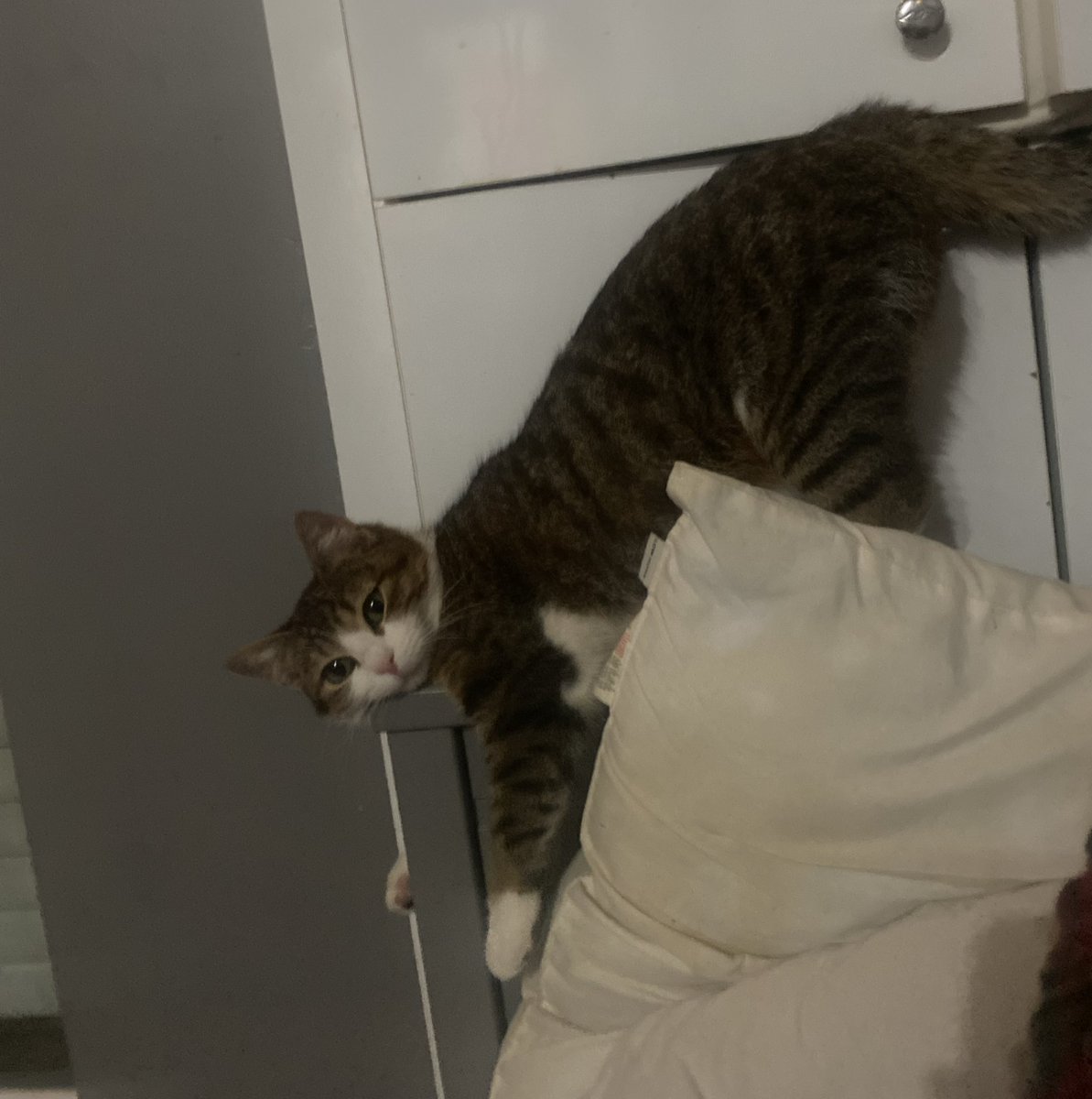 Onu sokaktan kurtarmadık sokagı ondan kurtardık😬