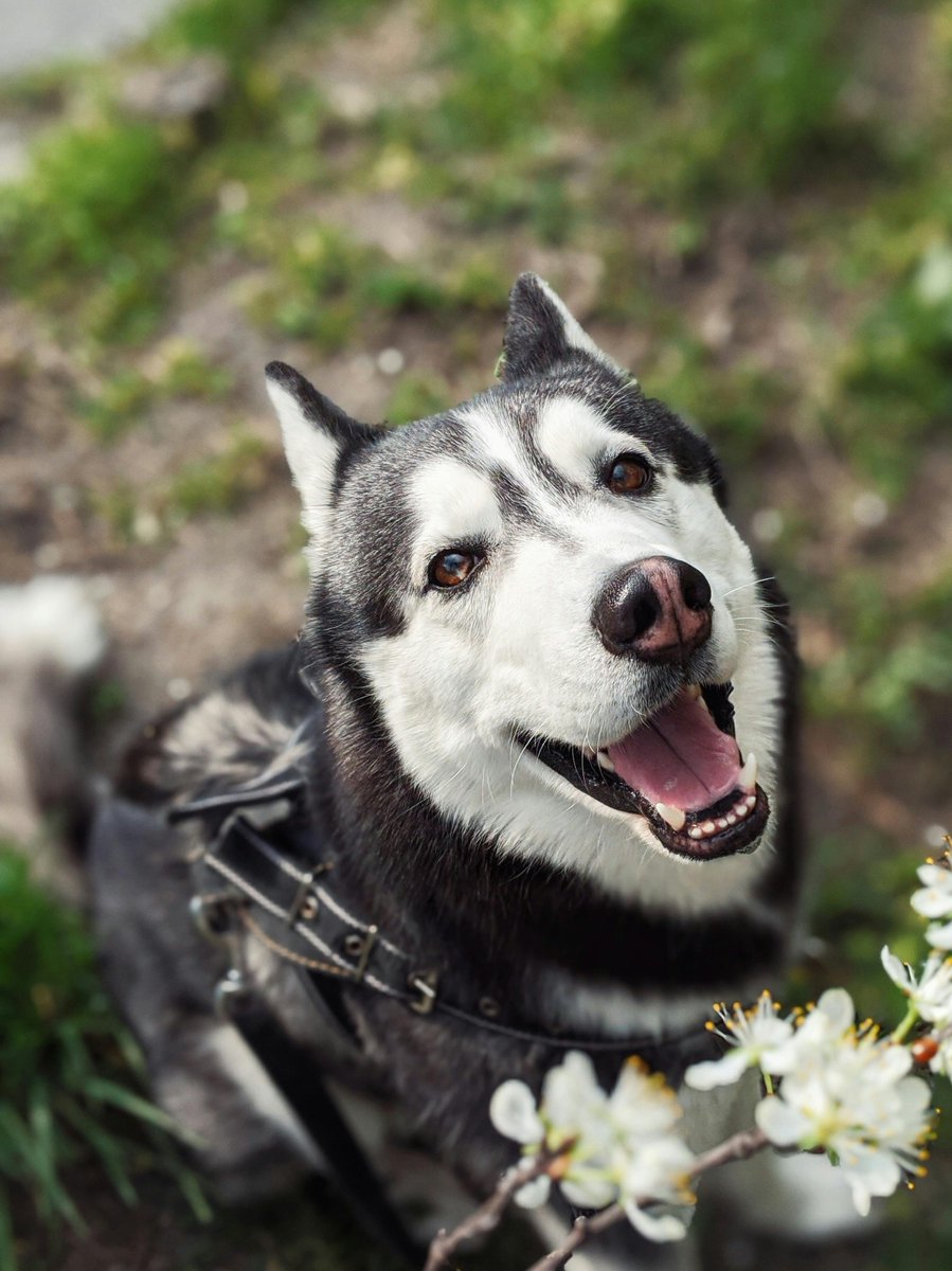 MyDogShoppe2's tweet image. Sun’s out, tongues out! ☀️🐶
Nothing says happiness like dogs exploring the flowers and soaking up springtime. 🌼💛
Find everything your pup needs for outdoor adventures at 👉 MyDogShoppe.com
#MyDogShoppe #SpringDogs #DogLife #PupAdventures #DogLovers #HappyPups