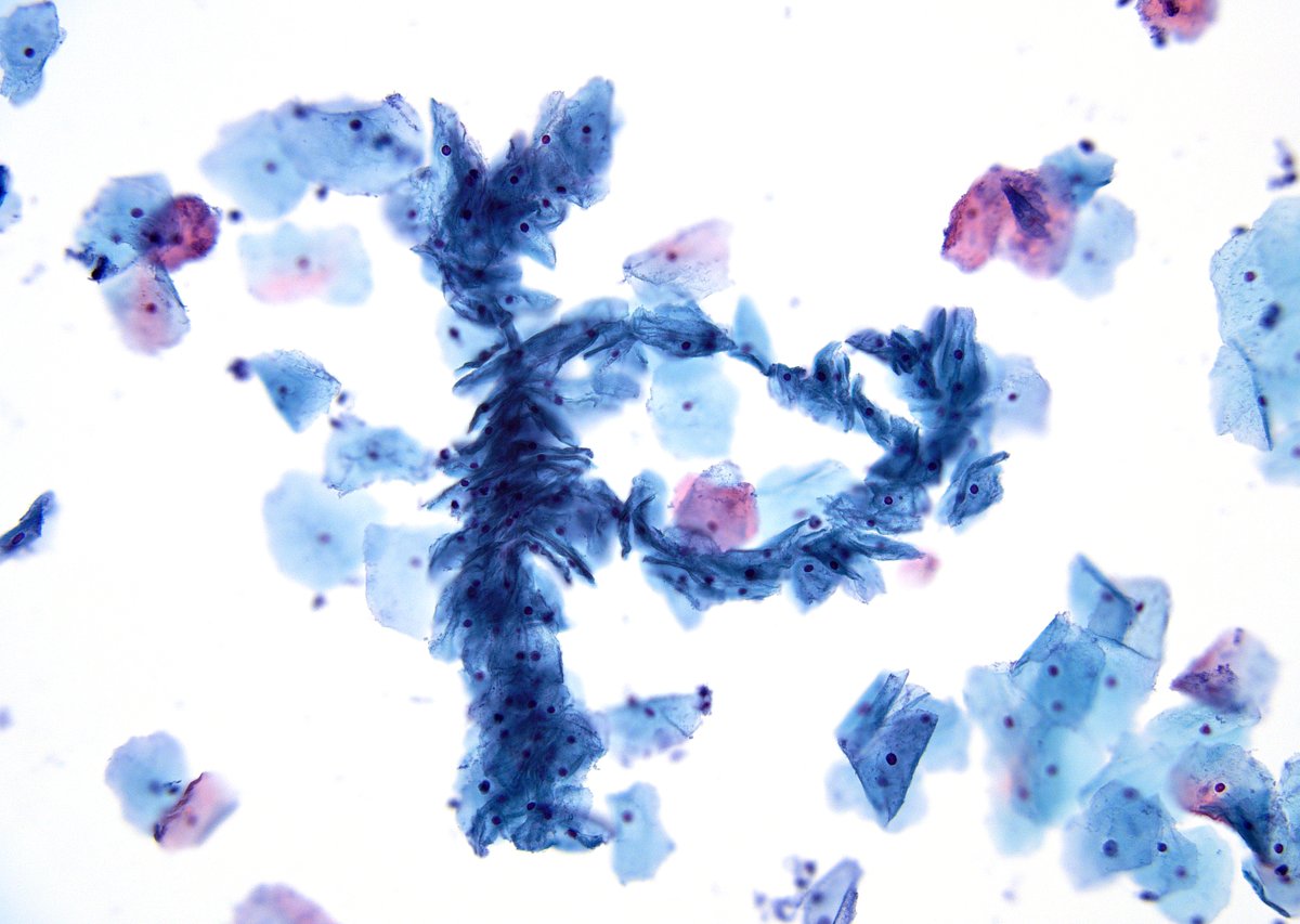 Syed Z. Ali tweet media