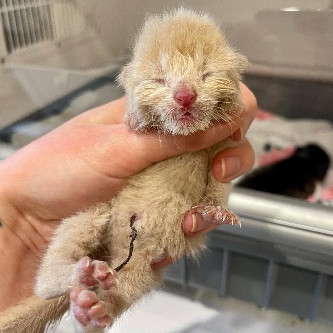 ilfo6sgdhhdopl7's tweet image. Sadly, this little guy isn’t improving. He was weak (but yellie) on intake and despite fluids, meds, the incubator, around the clock care, and tube feeding, he’s not perking up. I’m not sure how much longer he’ll be with us. 💔⁣⁣
⁣⁣
#rescued #safe #catrescue #savinglives
