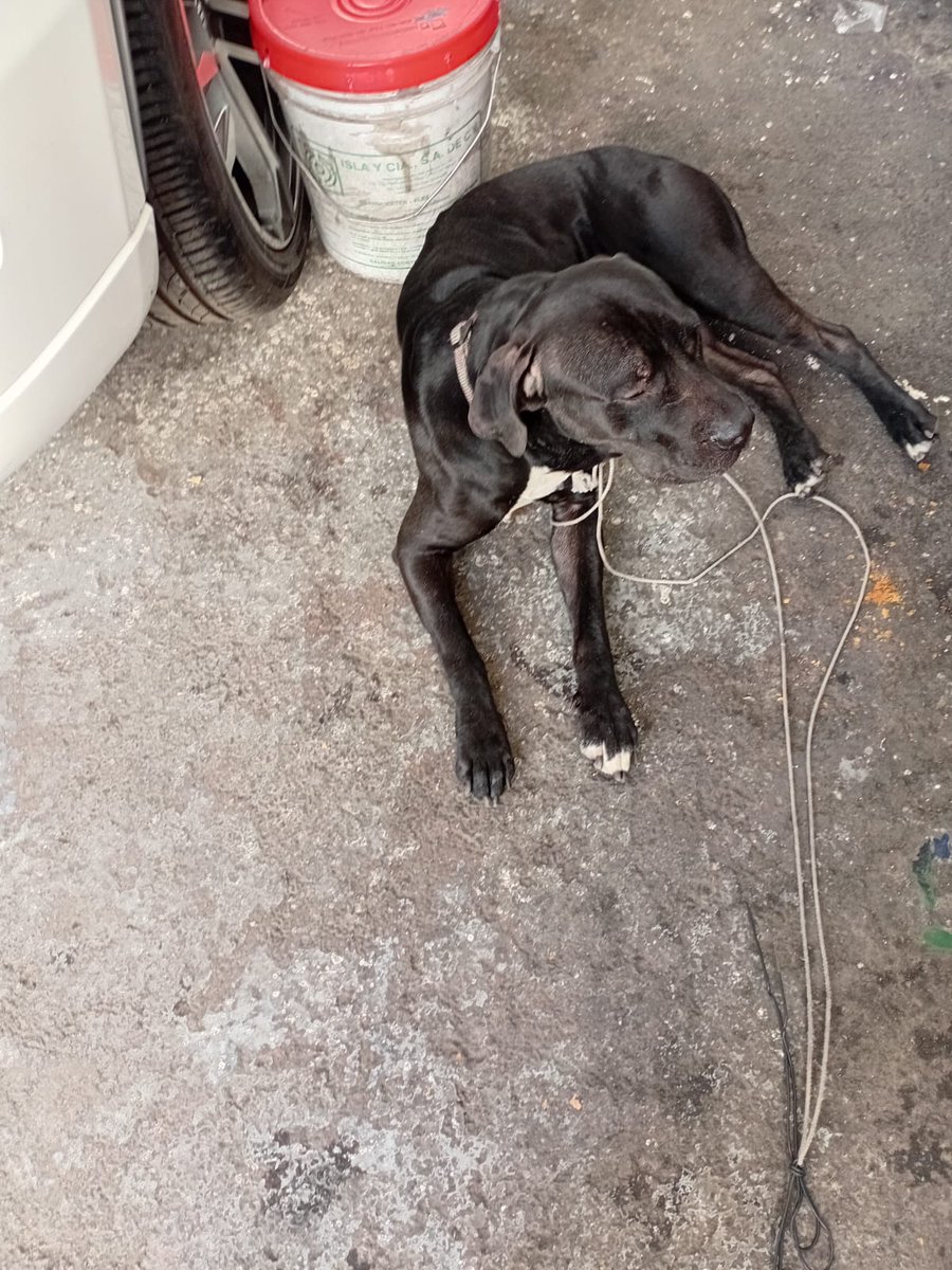 Encontré un perrito en Pitágoras y Obrero Mundial, se encuentra en resguardo en un lote de autos,  si lo reconocen manda MD. Gracias <a href="/inakimanero/">Iñaki Manero</a>