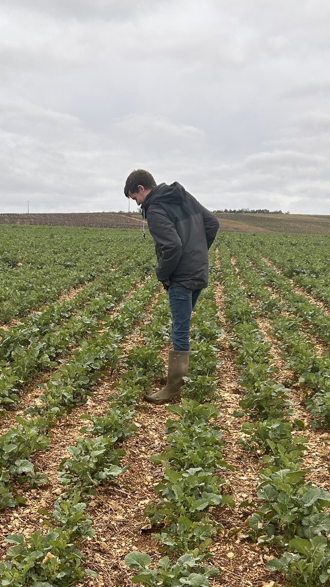 OlivierCOSTE2's tweet photo. J’étais cette après-midi @BONNIN1402,sur la plateforme #Colza #ACI #Bourgogne.
Notre #DocColza @Romlaville faisait une notation,sur le comportement des variétés à la grosse #Altise🐛.
De 1 à 10,la meilleure obtient une note de 9 et 4 pour la plus mauvaise🫣⛔️🗑️ .
#VisMaVieDeArc https://t.co/vZuqVdq1MF