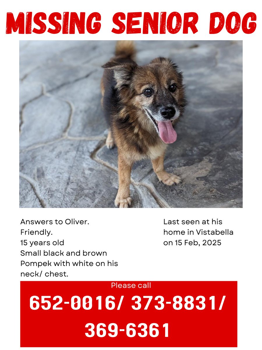 sheryse_b's tweet photo. Hi everyone, my dog is missing. Can you please reshare so we can find him? https://t.co/7pZLhyZhgE