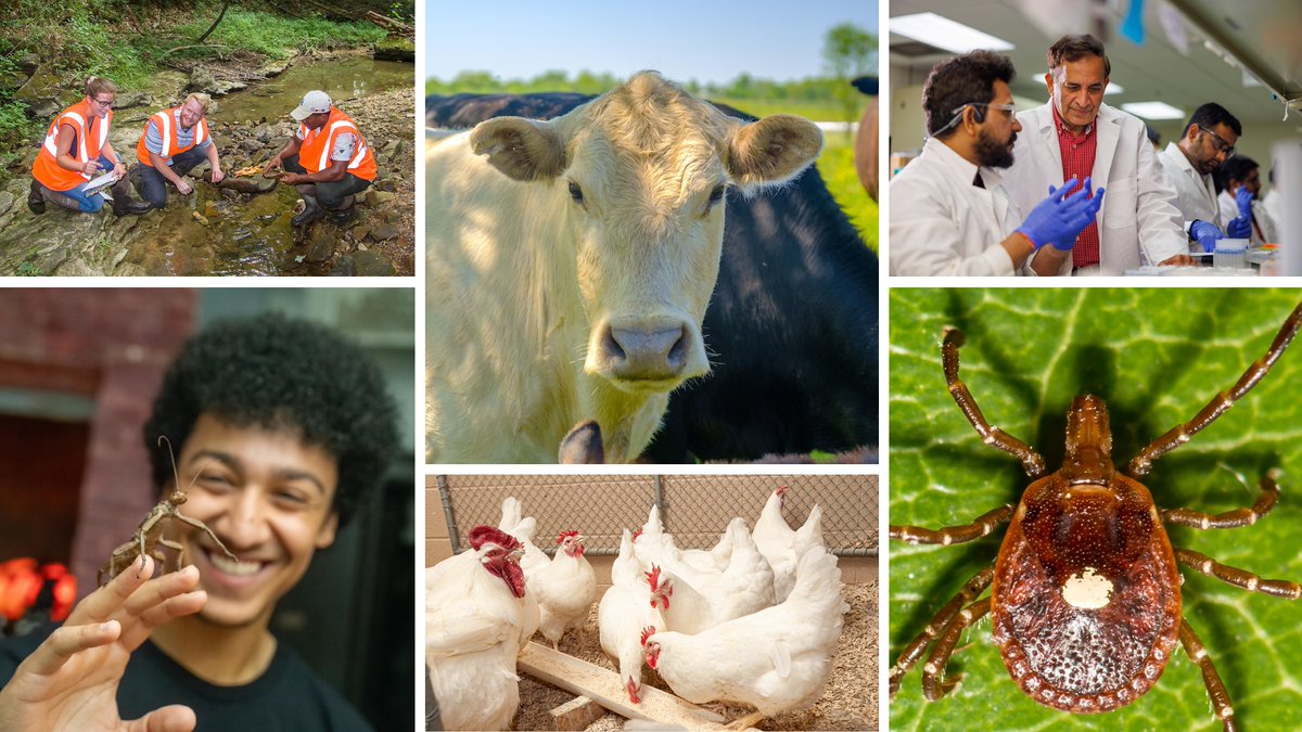 University of Kentucky Martin-Gatton CAFE tweet media