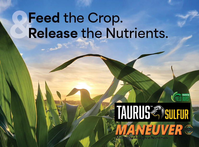 FarmersGrainCo's tweet photo. Crops have a big appetite for sulfur. Taurus® Sulfur supplies efficient, in-season sulfur. Paired with Maneuver®, you can access stored nutrients &amp; convert them into plant-available forms. Contact an FGC Agronomist to build a fertility plan that works as hard as your crop. https://t.co/TmP0XHBVEC