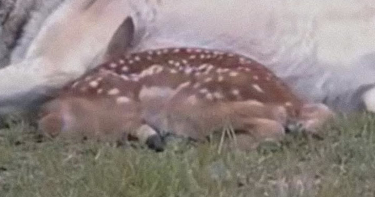 <a href="/MrPitbull07/">Mr PitBull</a> AI bullshit

- no reputable source

- forests in the northern hemisphere don't fucking look like that on "2026/02/16", WHICH IS WINTER 

- yeah a wolf is going to befriend its food source, SUREEEEEE

- ???????????