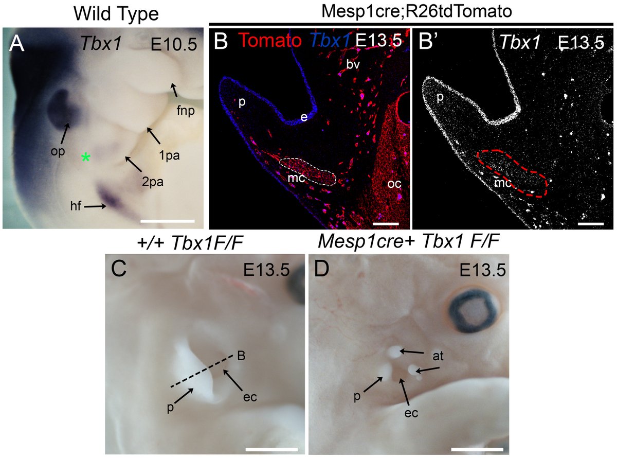 Development tweet media