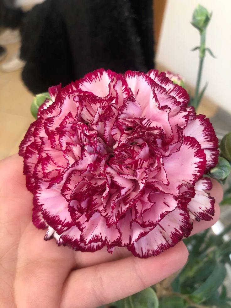 𝕏LIX 409. tweet media