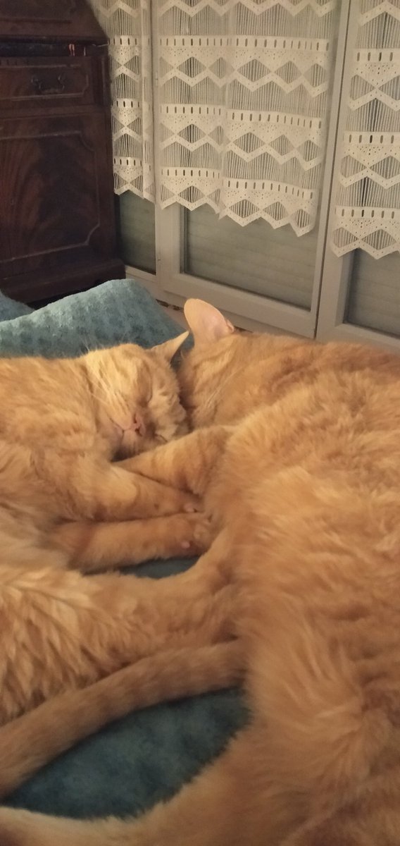 IsabelleBM1's tweet photo. @LisaAtThePort @OdieOrville Beautiful girl !🫶🏽
Here are my two boys! Leo and his brother Ramses...
Orange are the Best !🧡🧡🧡 https://t.co/z85kRjY7oh