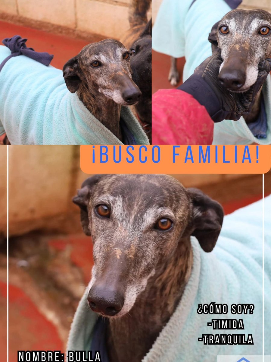 APAPAlcala's tweet photo. Sabemos que detrás de la timidez de Bulla se esconde una perra cariñosa, tranquila, sociable con personas y perros Una compi perfecta para compartir tu vida 💞
Creemos que en una casa avanzaría mucho más
Quieres #acoger Bulla?
✍🏻 apap@apap-alcala.org
#Ayuda #Difunde #Acoge https://t.co/uwnfLSSObR