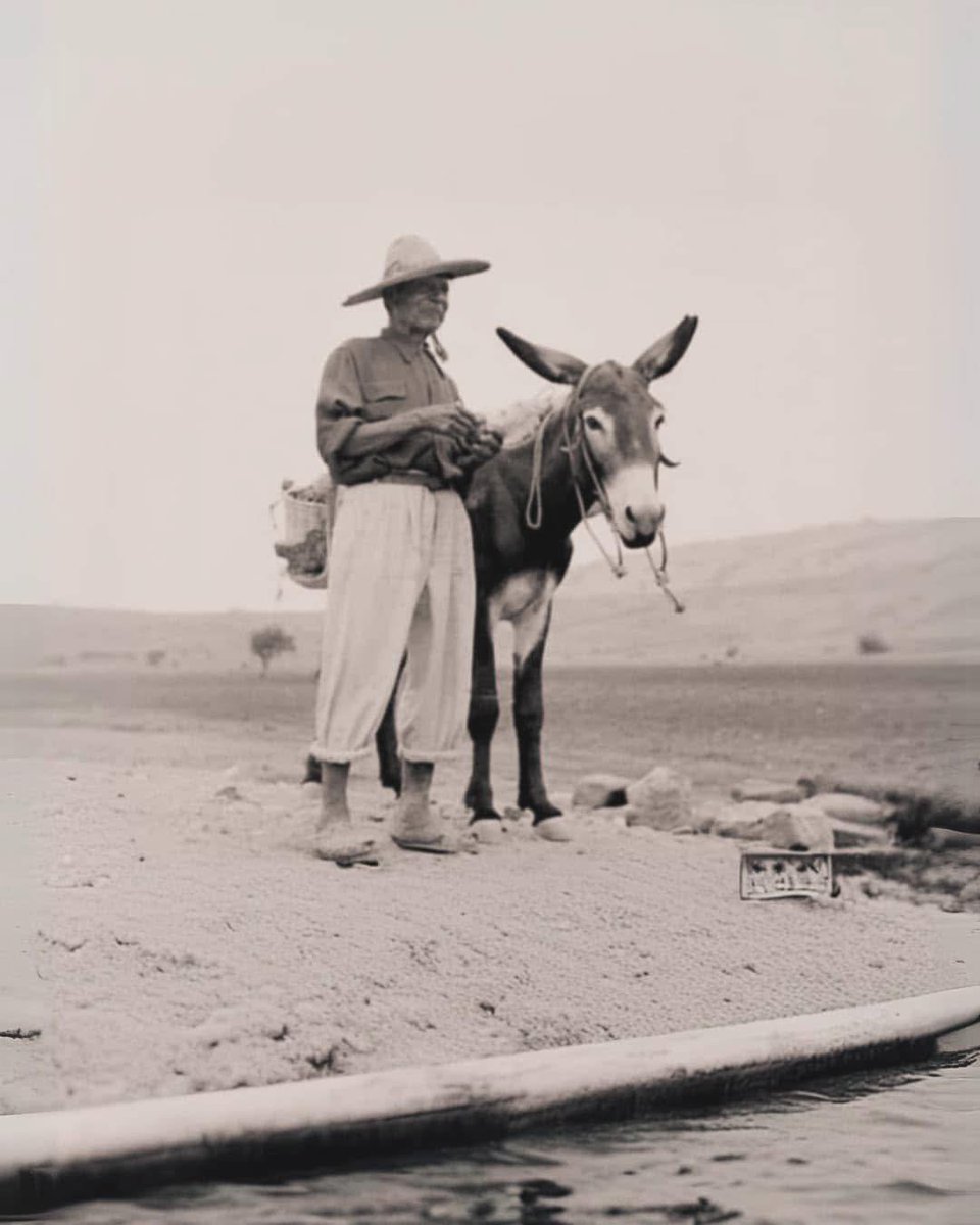 Burritos are 100% Mexican 🇲🇽 not Tex-Mex 🚫🇺🇸

During the Mexican Revolution, a street vendor named Juan Méndez rode through Ciudad Juárez on a burro selling tacos wrapped in oversized flour tortillas, filled with beans and whatever he had that day. He kept them warm in baskets