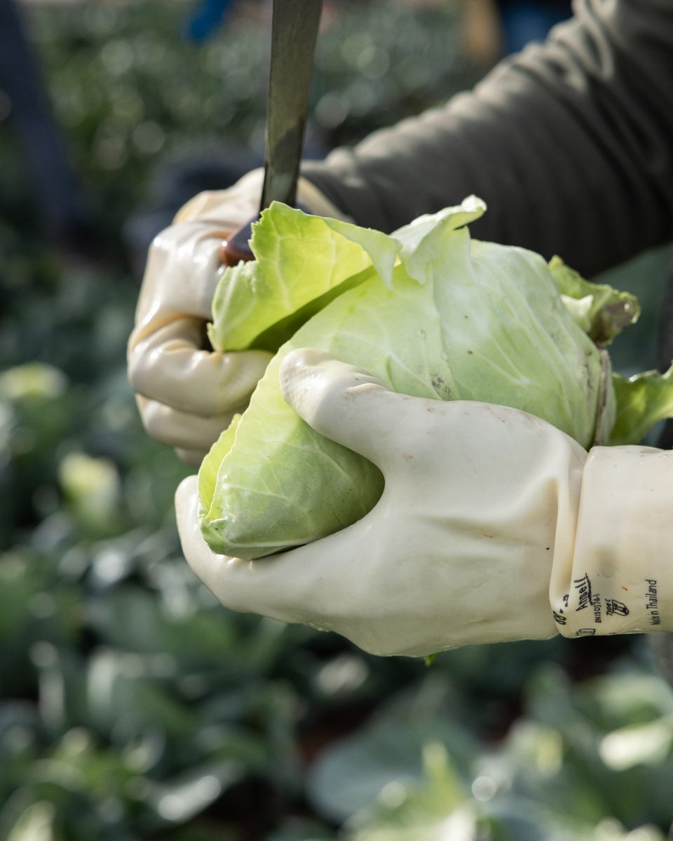 Tanimura&Antle tweet media