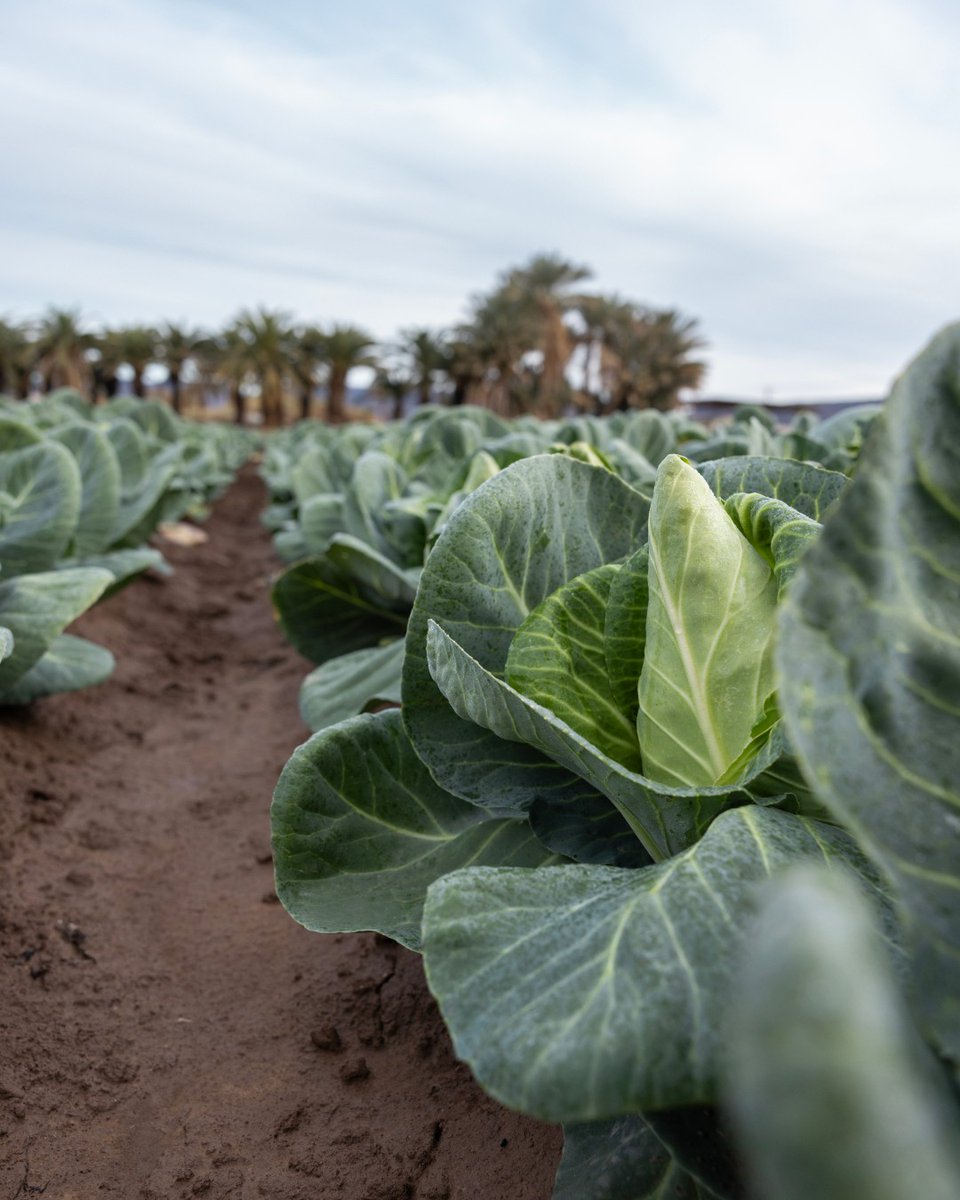 Tanimura&Antle tweet media