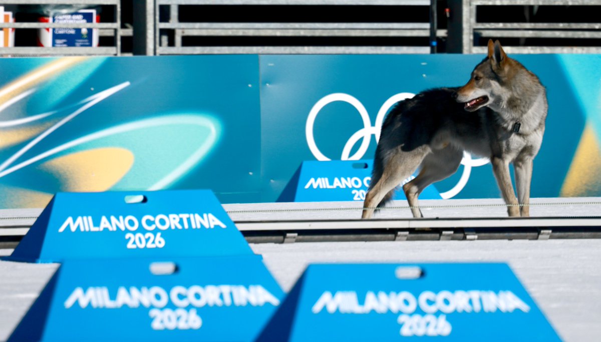 😅🎖️ ¡Quería su medalla! Lomito hace su debut olímpico en esquí de fondo

🐺 Un perro se convirtió este miércoles en el protagonista inesperado de la jornada en los Juegos Olímpicos de Invierno de Milán Cortina 2026, al irrumpir en la clasificación del sprint femenino libre por